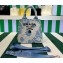 Prada Embroidered handbag 1BA343 Blue 2023