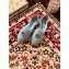 Gucci Double G Espadrilles Sandals Pastel Blue with Grosgrain Lace-up 2020