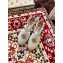 Gucci Double G Espadrilles Sandals Creamy with Grosgrain Lace-up 2020