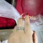 Cartier Love Ring with All Diamonds White Gold