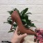 Dolce & Gabbana Heel 10.5cm Quilted Leather Devotion Pumps Brown 2021