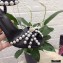 Dolce & Gabbana Heel 10.5cm Satin Sandals Black with Pearl Application 2021