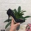 Dolce & Gabbana Heel 10.5cm Taormina Lace Pumps Black with Devotion Heart 2021