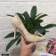 Dolce & Gabbana Heel 10.5cm Taormina Lace Pumps Gold with Devotion Heart 2021