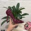 Dolce & Gabbana Heel 10.5cm Taormina Lace Pumps Burgundy with Devotion Heart 2021