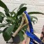 Dolce & Gabbana Crystal Heel 10.5cm Python Mules Blue 2021