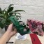 Dolce & Gabbana Crystal Heel 10.5cm Python Mules Green 2021