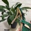 Dolce & Gabbana Crystal Heel 10.5cm Python Mules Green 2021