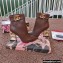 Dolce & Gabbana Heel 10.5cm Leather Ankle Boots Brown with DG Pop Heel and Strap 2021