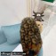 Dior Mink Fur Oblique INDIOR Mules Brown 2021