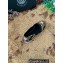 Versace Medusa Renaissance Print Espadrilles Black