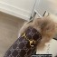 Gucci Wool Fur Horsebit Princetown Slippers GG Canvas Coffee 2022