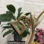 Dolce & Gabbana Heel 10.5cm Leather Sandals Gold with DG Pop Heel 2021