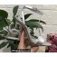 Dolce & Gabbana Heel 10.5cm Leather Sandals Silver with DG Pop Heel 2021
