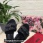 Dolce & Gabbana Woven nappa leather Bow Flat Sliders Black 2021