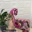 Dolce & Gabbana Heel 10.5cm Leather Chain Sandals Fuchsia with Baroque DG heel 2021