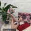 Dolce & Gabbana Heel 10.5cm Leather Chain Sandals Nude Pink with Baroque DG heel 2021