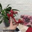 Dolce & Gabbana Heel 10.5cm Leather Chain Sandals Red 2021