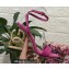 Dolce & Gabbana Heel 10.5cm Leather Sandals Fuchsia with DG Pop Heel 2021