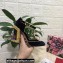 Dolce & Gabbana Painted Heel 10.5cm T-strap Pumps Velvet Black 2021