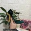 Dolce & Gabbana Painted Heel 10.5cm T-strap Pumps Velvet Green 2021