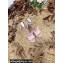 Valentino Studded Ruffled Leather Wedge Espadrilles Sandals Pink 2022