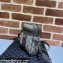 Gucci x Balenciaga The Hacker Project Shoulder Zip Bag 680129 GG Canvas Beige 2022