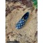Louis Vuitton Monogram Denim Starboard Flat Espadrilles Blue 2022