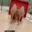 Christian Louboutin Heel 12.5cm Platform 4cm Patent Leather Peep-toe Pumps Nude