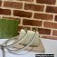 Gucci Blondie card case wallet 698635 leather White 2022