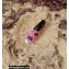 Saint Laurent Espadrilles In Canvas Print Pink 2022