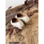 Valentino Grained Calfskin Leather Back Vlogo Espadrilles White 2022