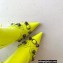 Balenciaga Arena lambskin Cagole Booties Neon Yellow 2022