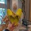 Balenciaga Heel 2.5cm Cosy Cagole Mules Yellow 2023