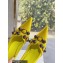 Balenciaga Heel 9cm Cagole Pumps in Arena lambskin Yellow 2023