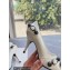 Balenciaga Heel 9cm Cagole Pumps in Arena lambskin White 2023