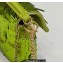 Fendi sequin and leather Iconic Baguette mini bag Green 2023