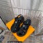 Louis Vuitton Heel 5cm LV Archlight Flat Sandals Patent calf leather Black 2023