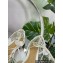 Bottega Veneta Sparkle Stretch Lace-Up Flat Sandals White 2023