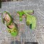 Gucci Heel 12cm Platform 3.5cm Horsebit sandals 745955 Green 2023