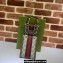 Gucci Ophidia mini bag and detachable wallet 699173 Coffee 2023