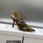 Dior Heel 9.5cm J'Adior Slingback Pumps in Blue Denim Embroidered with Camel-Colored Saint-Gall Motif 2023