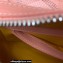 Goyard Cap-Vert PM Camera Bag Pink