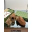 Gucci Princetown Fur Shearling Lamb Slippers Brown 2023