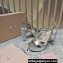 Miu Miu Heel 12.5cm platform 2.5cm Crisscross sandals Silver with crystals 2023