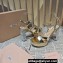 Miu Miu Heel 12.5cm platform 2.5cm Crisscross sandals Gold with crystals 2023