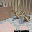 Miu Miu Heel 12.5cm platform 2.5cm Crisscross sandals Gold with crystals 2023