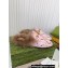 Gucci Wool Fur 2015 Re-Edition women's Princetown Slipper with Horsebit 397749 Leather Print Pink 2023
