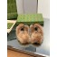 Gucci Wool Fur 2015 Re-Edition women's Princetown Slipper with Horsebit 397749 Suede Brown 2023