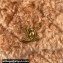 Chanel Shearling Flap Bag AS4468 Brown 2024